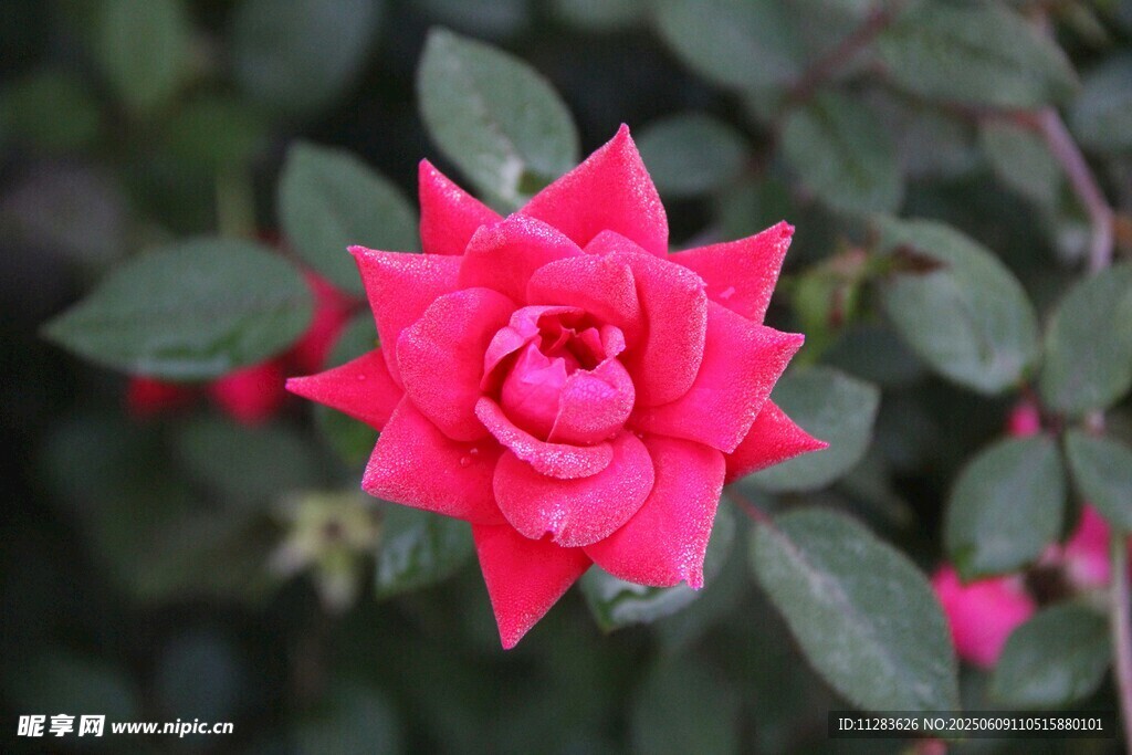 娇艳红月季花