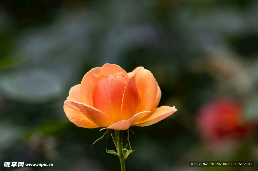 娇艳橙色月季花