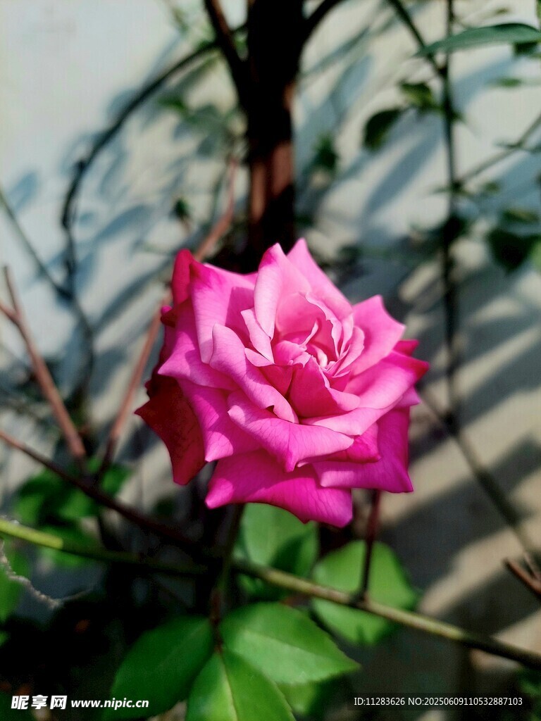 娇艳粉色月季花