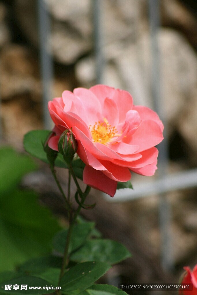 娇艳粉色蔷薇花特写