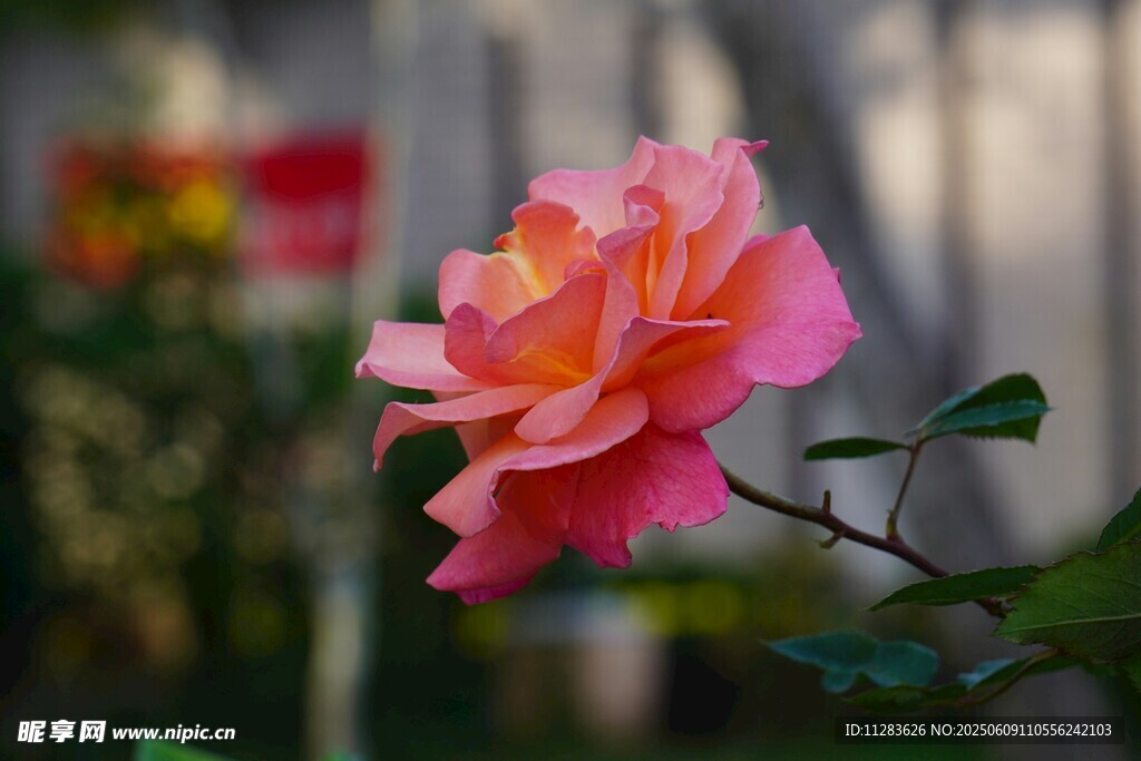 娇艳粉色月季花