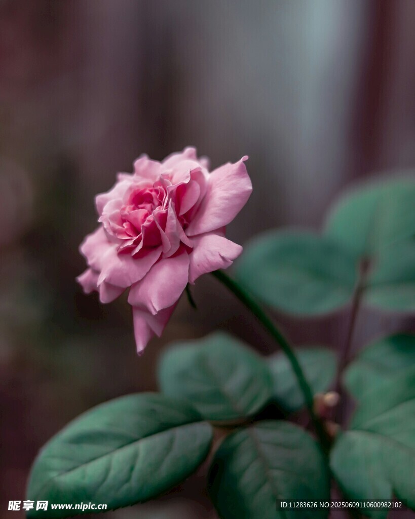 娇艳粉色月季花