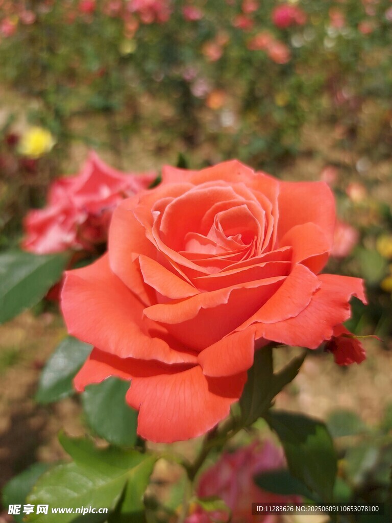 娇艳红月季绽放花丛中
