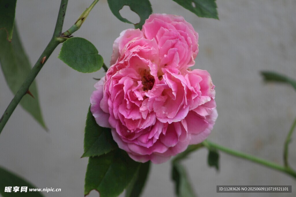 娇艳粉色月季花特写