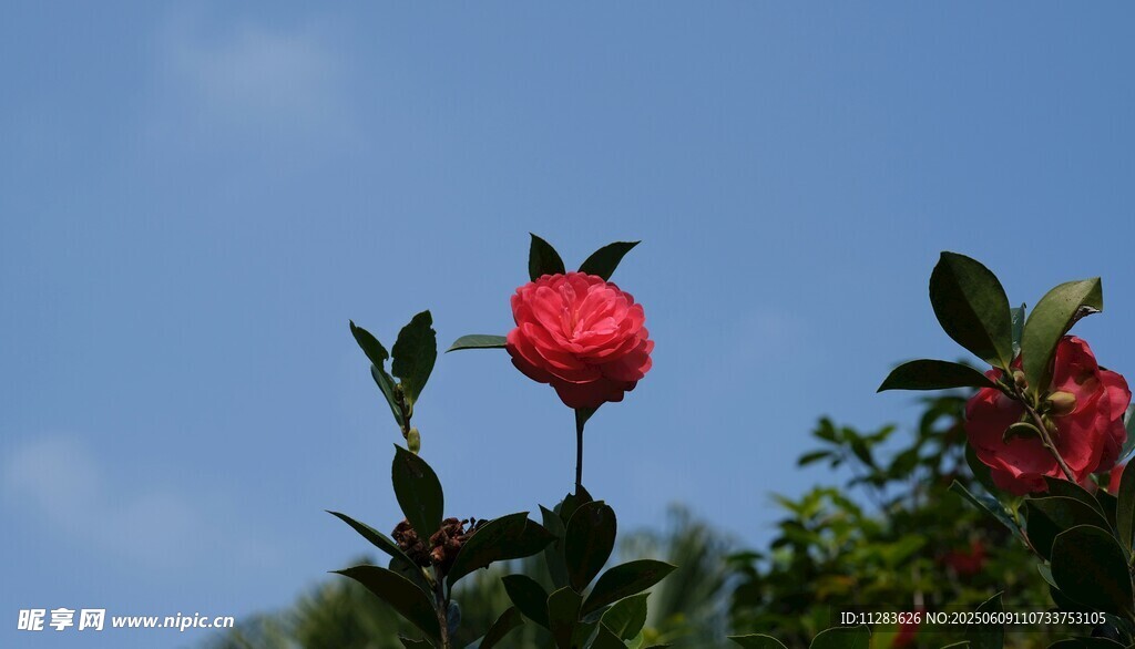 蓝天映衬下娇艳的山茶花