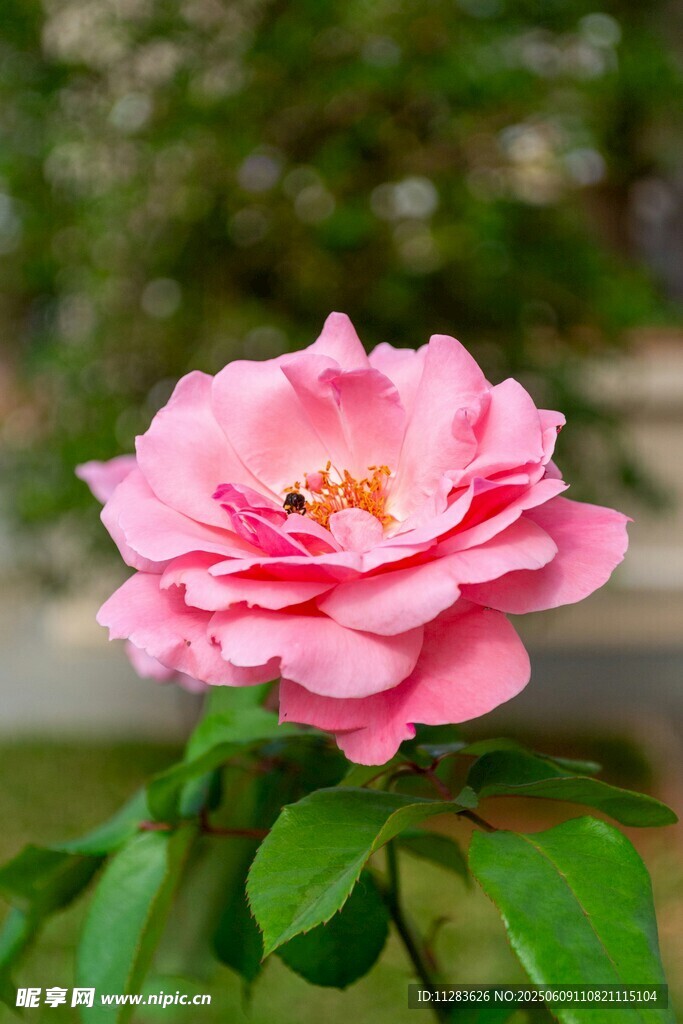 娇艳粉色月季花绽放
