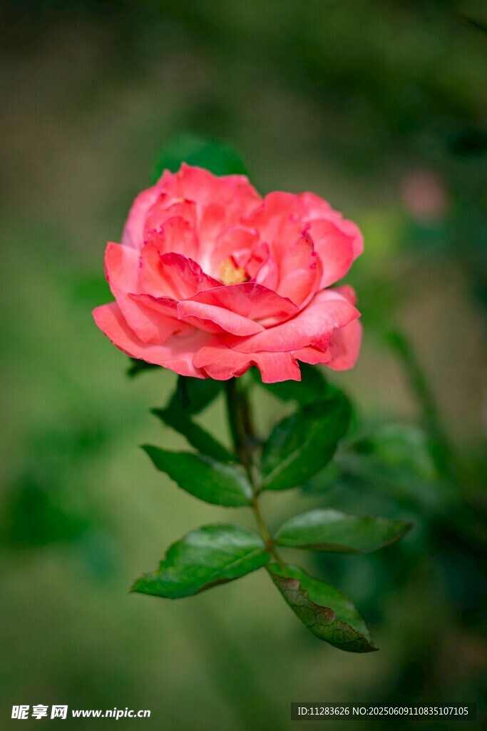 娇艳粉色月季花特写