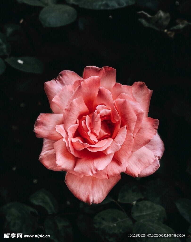 娇艳粉色月季花特写