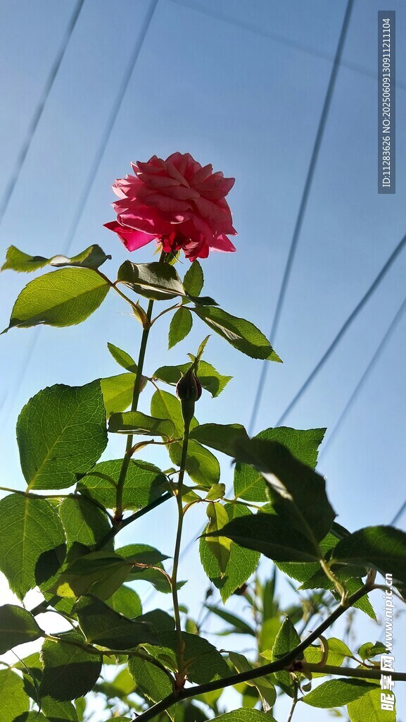 阳光下的娇艳月季花