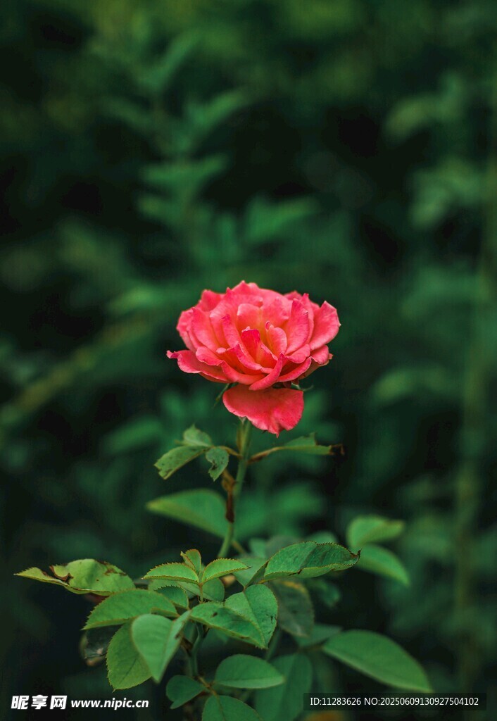 月季花绽放于绿叶间