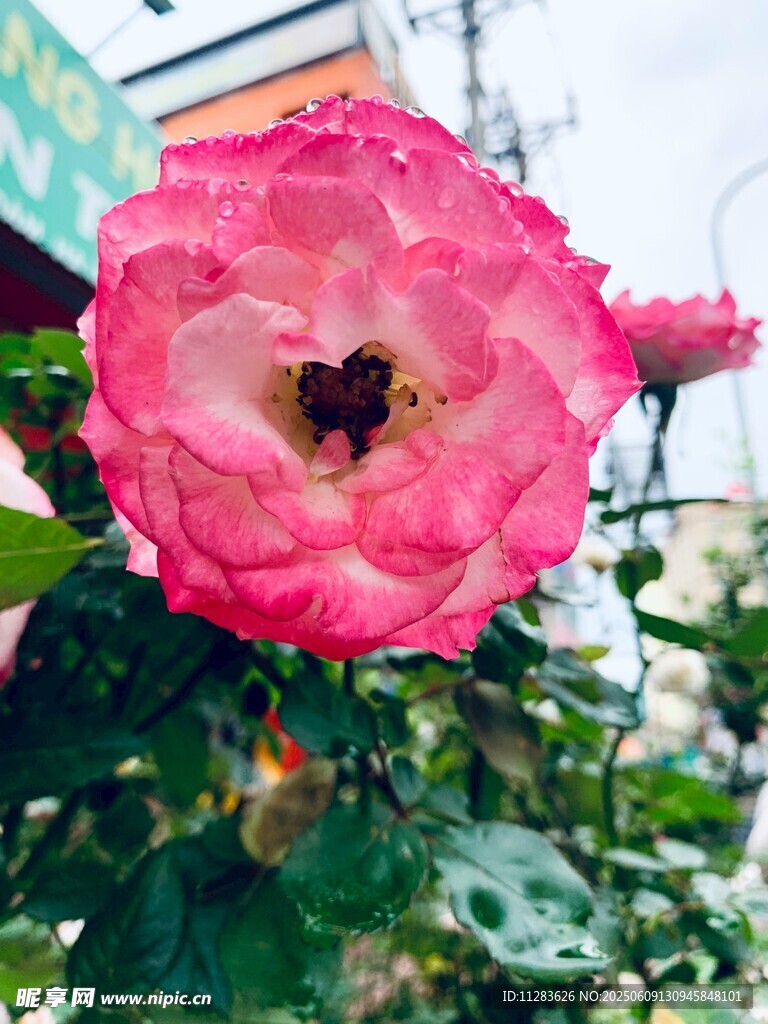 娇艳粉月季花