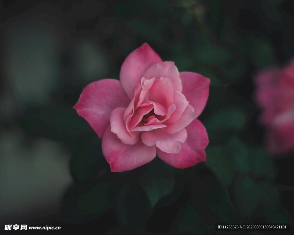 娇艳粉色月季花特写