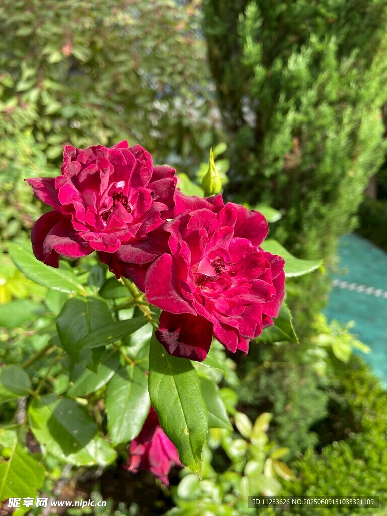 娇艳月季花