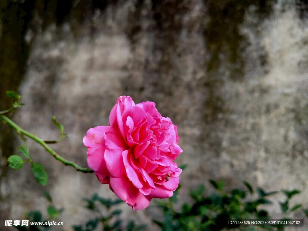 娇艳月季花特写