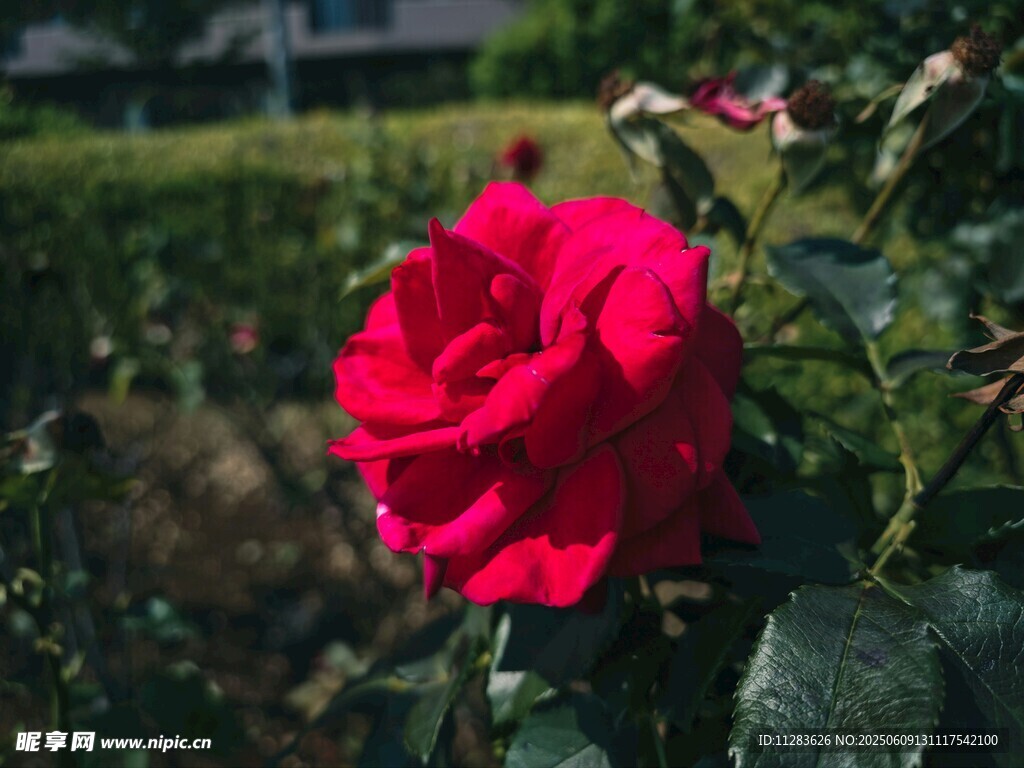 娇艳月季花