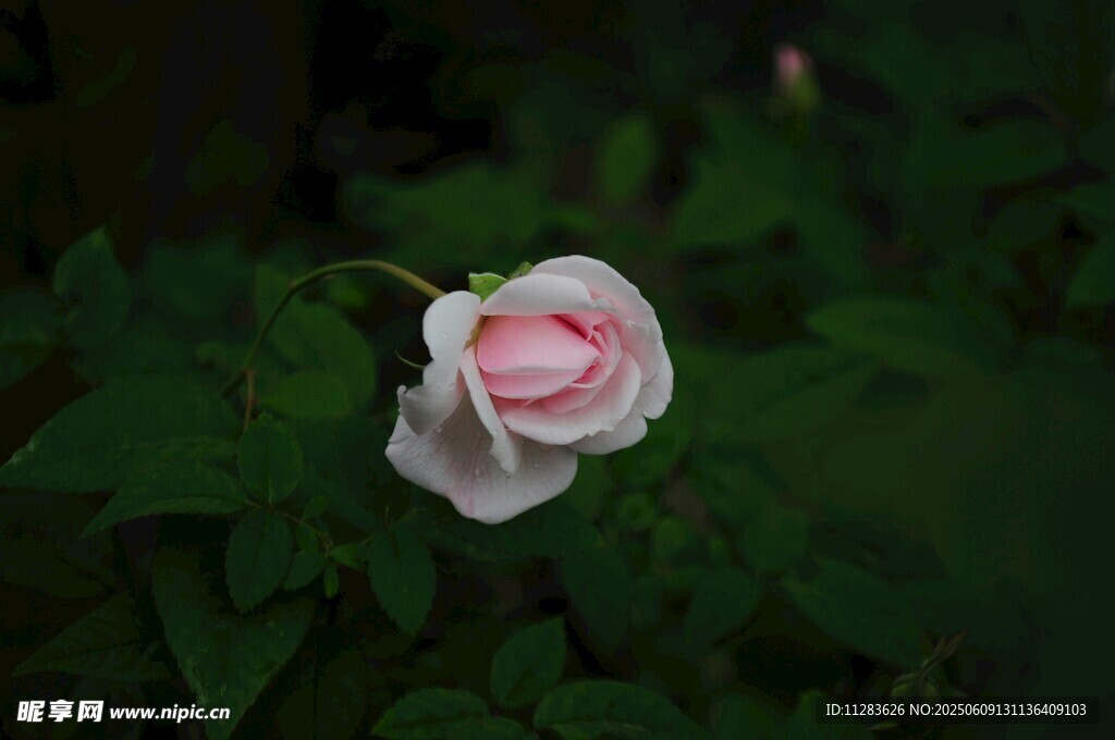 月季花绽放绿叶间