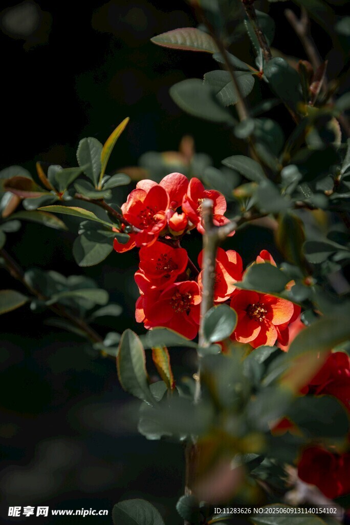 月季花