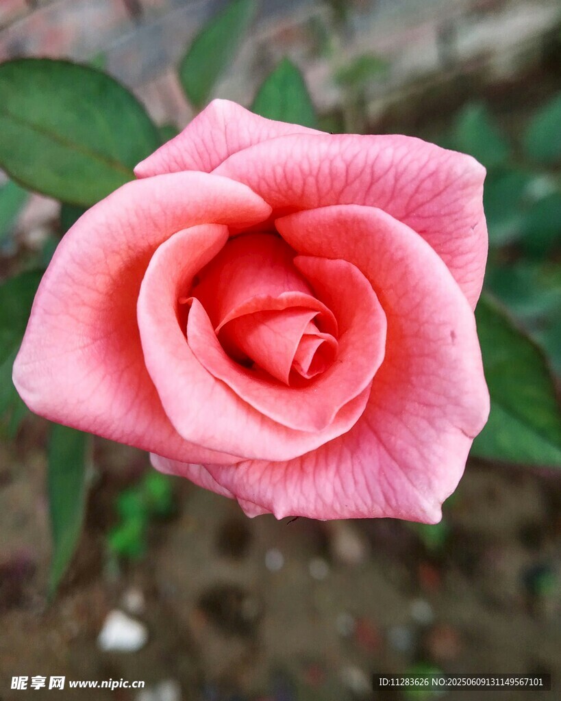 月季花特写