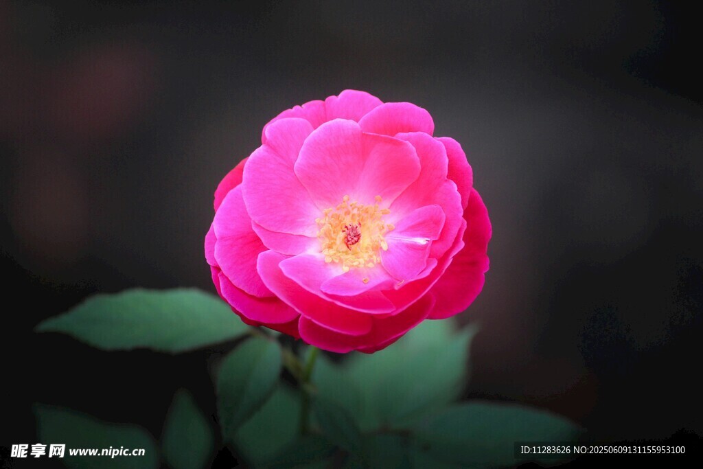 月季花