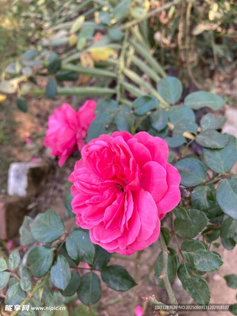 娇艳绽放的粉红色月季花