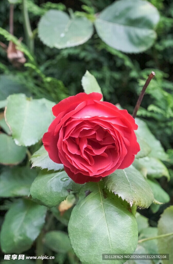 月季花绽放绿叶间