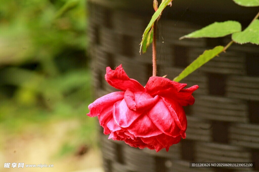 月季花