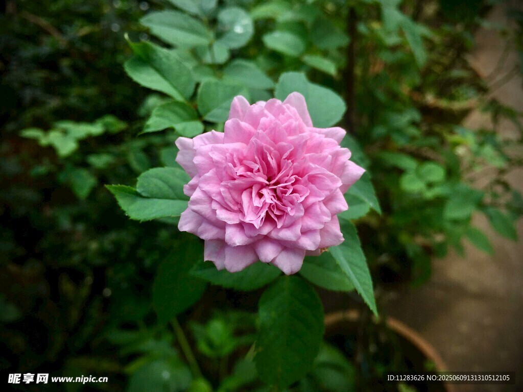 娇艳粉色月季花绽放