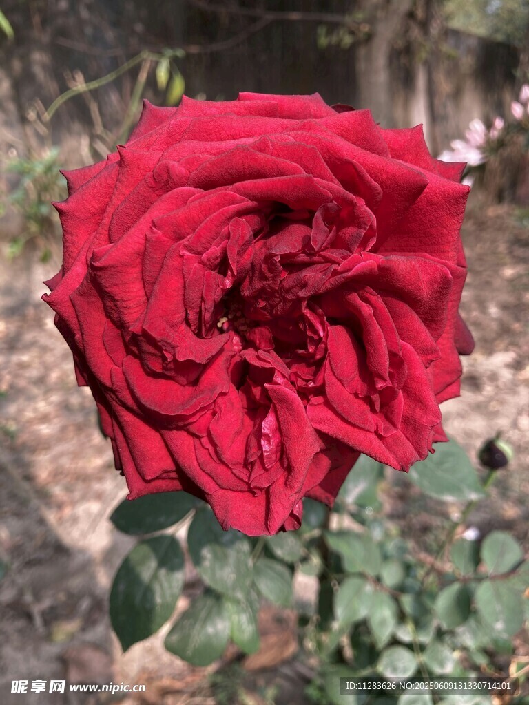 娇艳红月季花