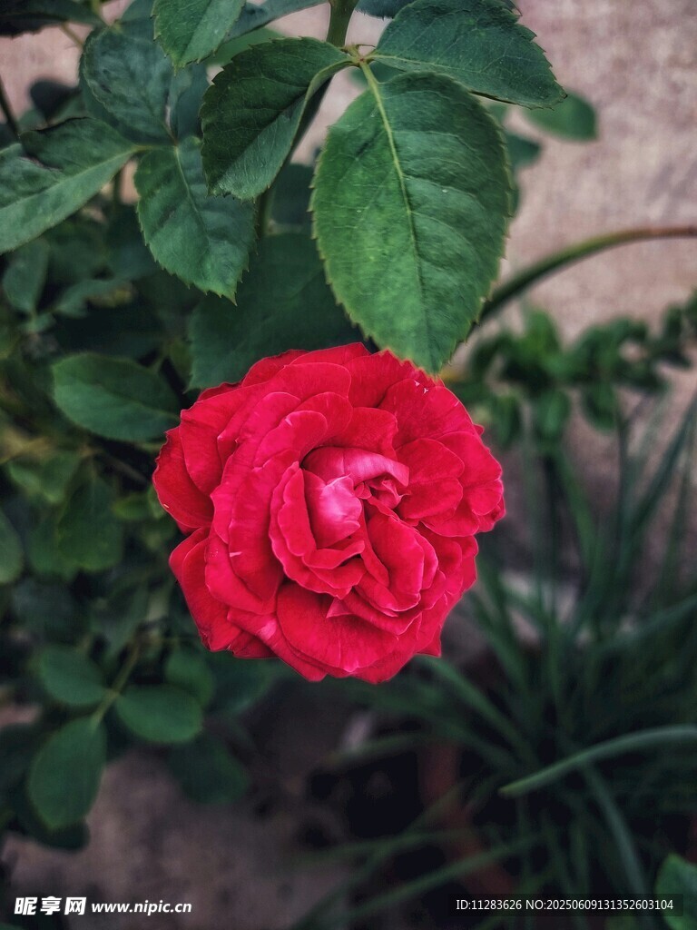 红月季花
