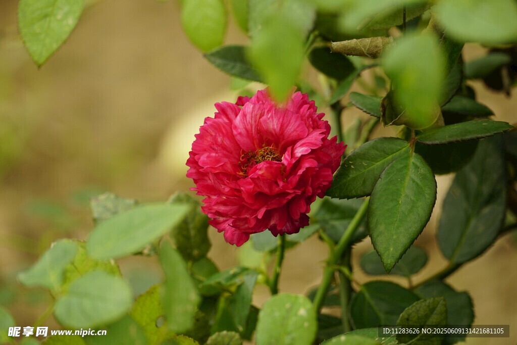 月季花