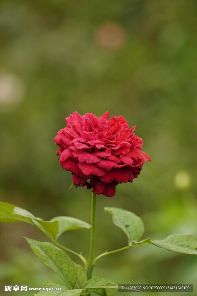 月季花