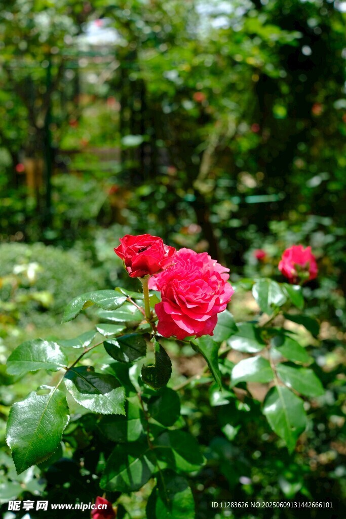 娇艳月季花