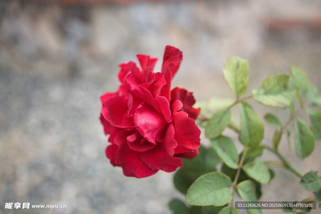 月季花