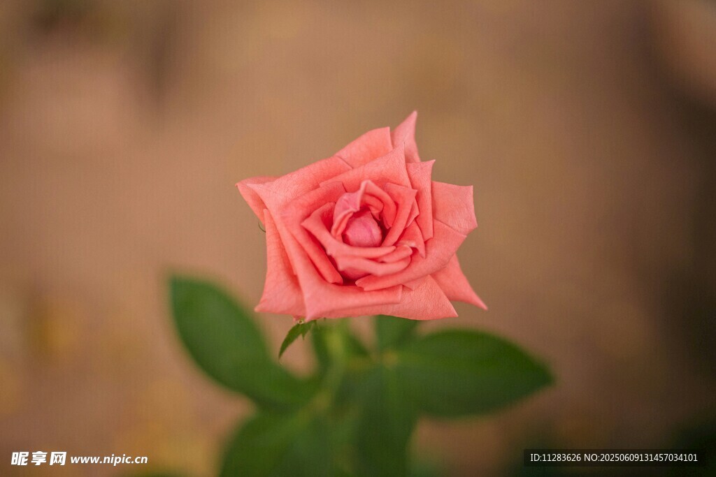 月季花