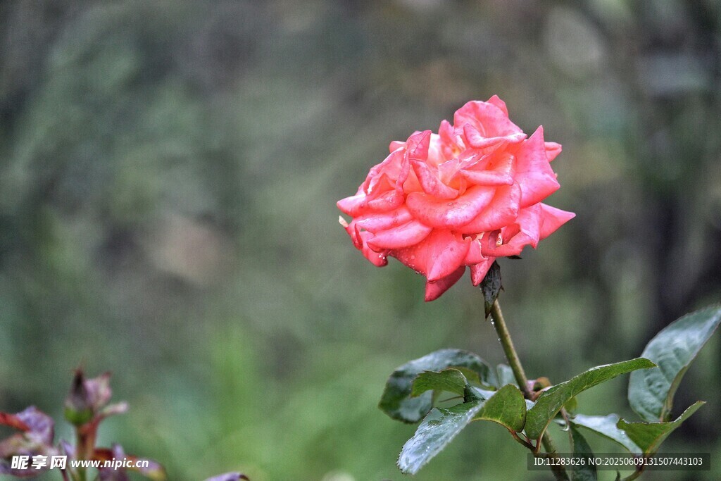 娇艳粉色月季花