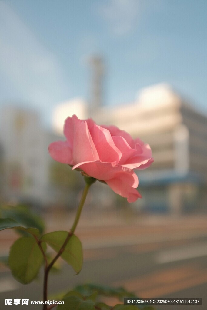 月季花