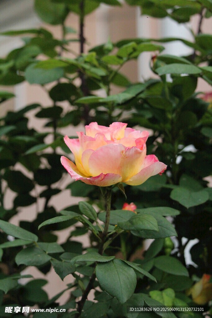 娇艳粉色月季花绽放