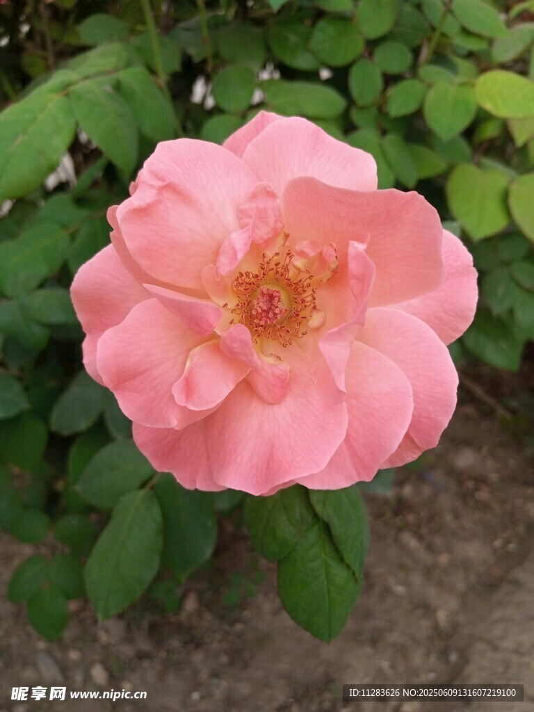 娇艳粉色月季花绽放