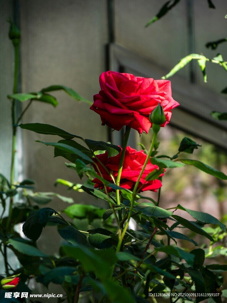 娇艳月季花