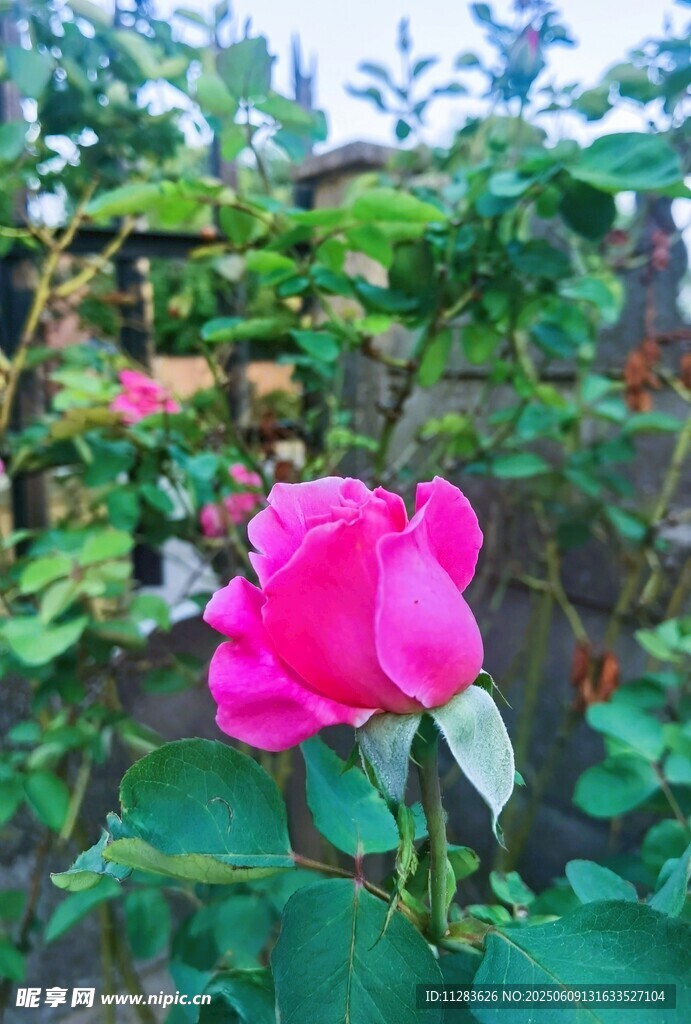 娇艳绽放的粉色月季花