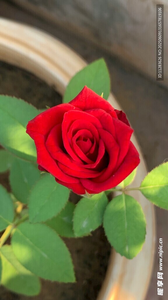 娇艳月季花