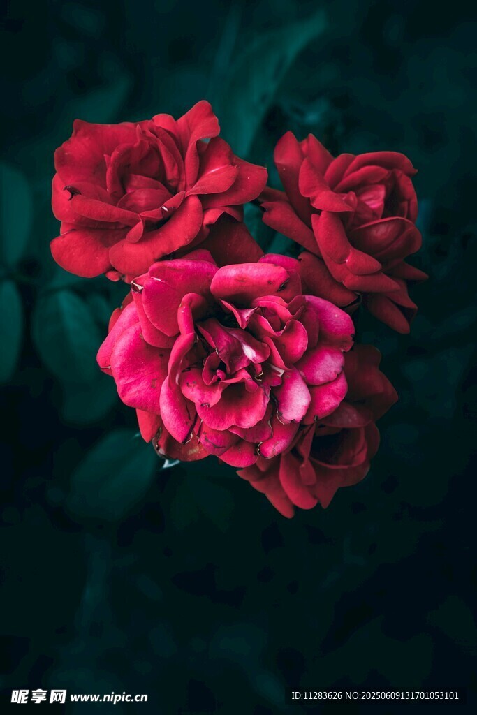 娇艳月季花