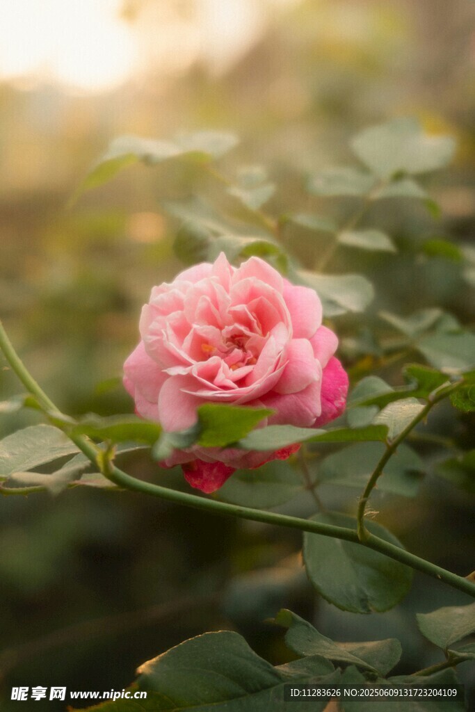娇艳粉月季花绽放于绿叶间