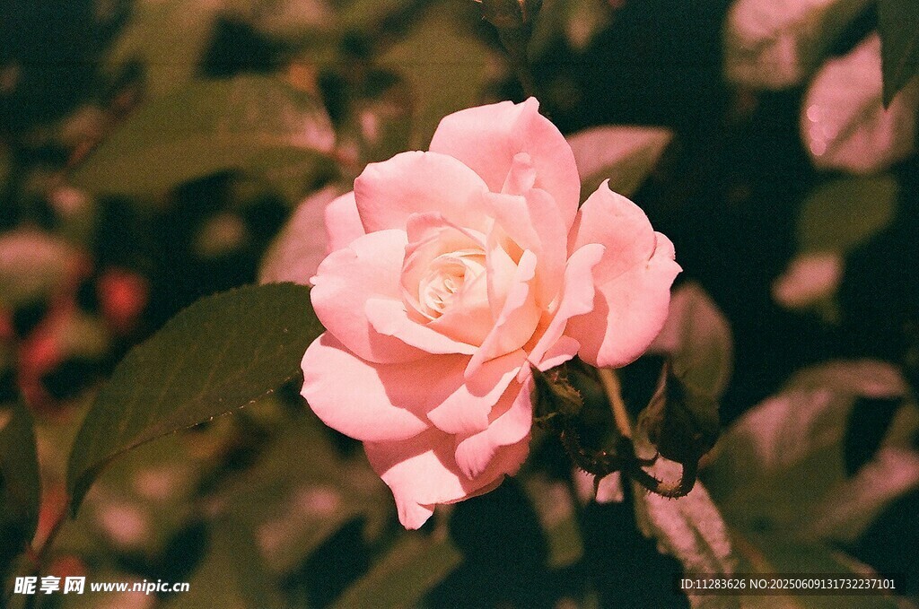 娇艳月季花绽放