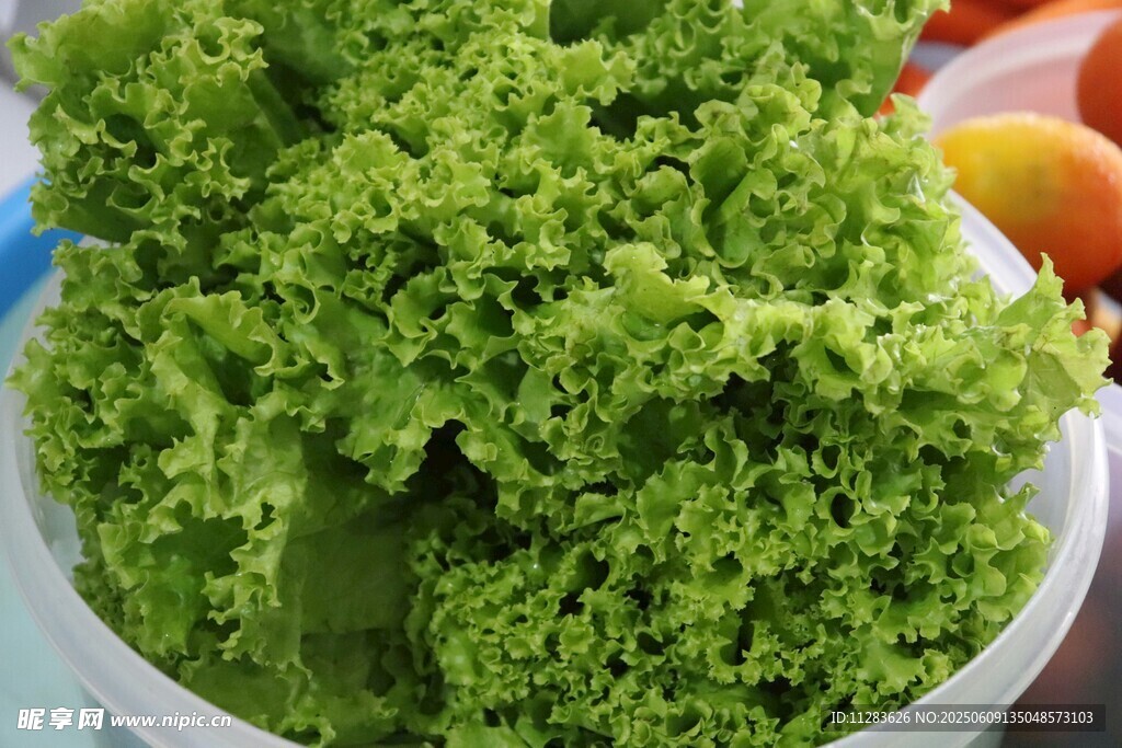 新鲜生菜