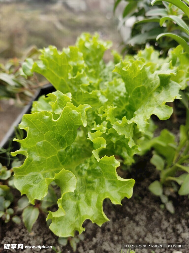 鲜嫩生菜