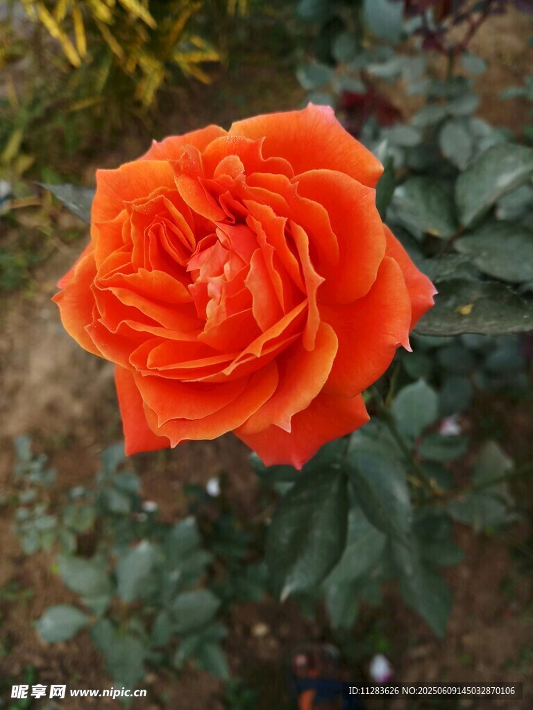 月季花