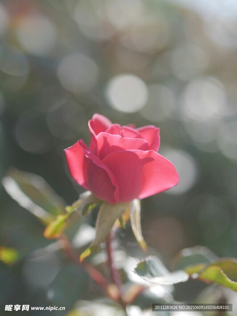 娇艳月季花
