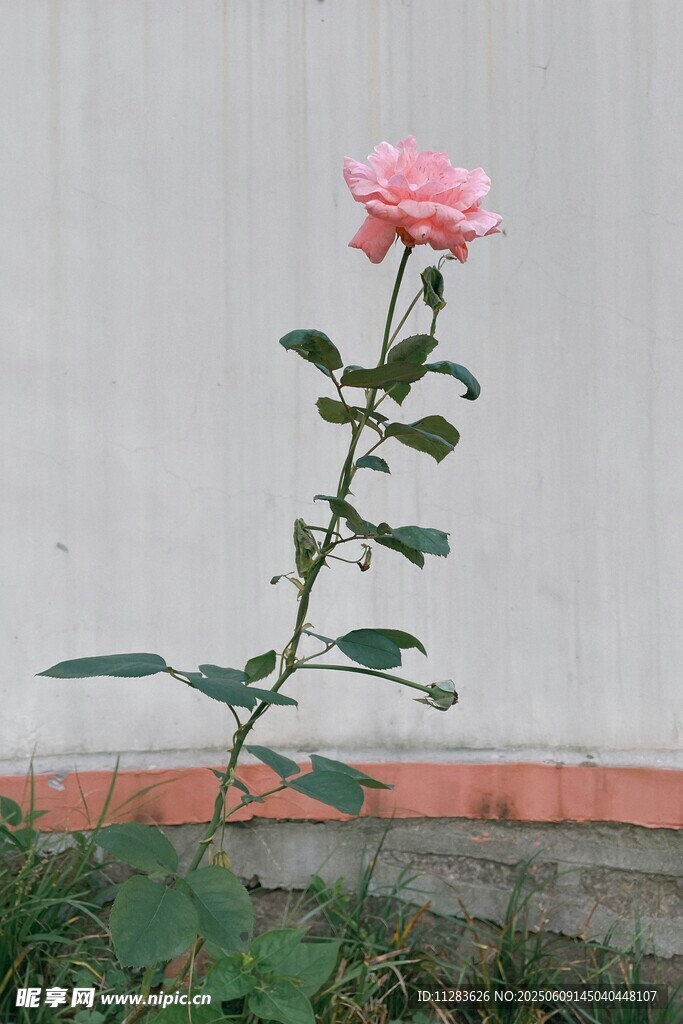 单枝粉色月季花绽放