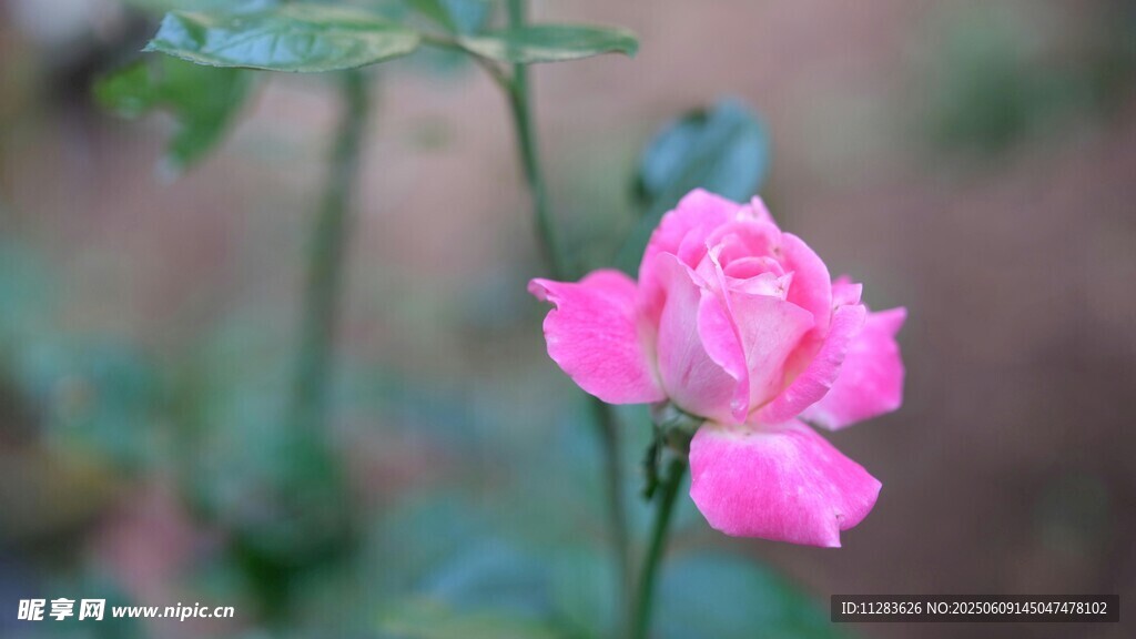 娇艳粉色月季花